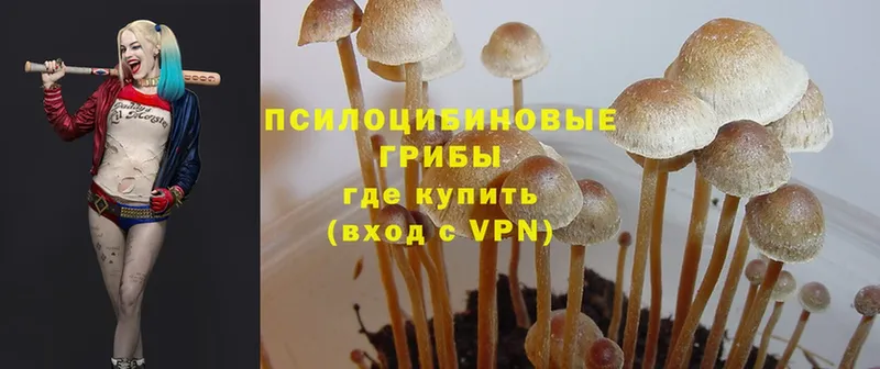 Галлюциногенные грибы Psilocybe  Зарайск 